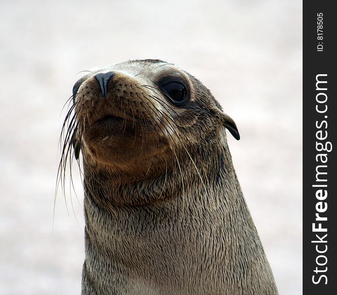 Galapagos sea lion (Zalophus wollebaeki) posing for the camera