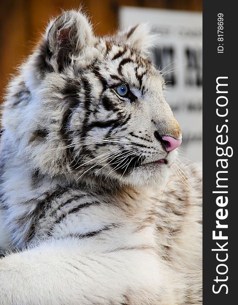 Close Up Of A White Tiger Cub