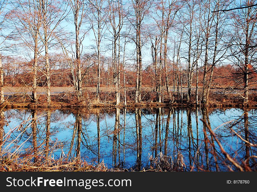 Bare trees reflected in pond during winter. Bare trees reflected in pond during winter