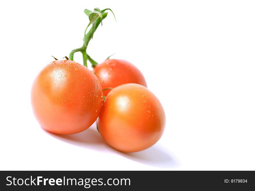 Three wet tomatoes on the vine isolated on white