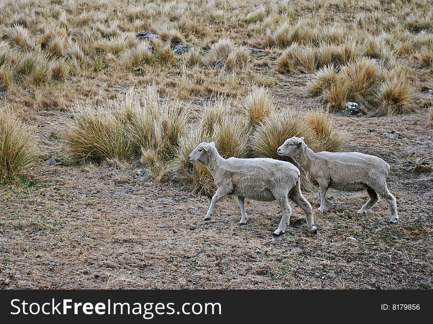 Two Sheeps Wandering Uphill