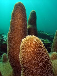 Pillar Coral Royalty Free Stock Photos Pillar Coral Royalty Free Stock Photos