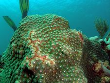 Green Star Coral Royalty Free Stock Photography Green Star Coral Royalty Free Stock Photography
