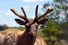 Bull Elk Royalty Free Stock Photos