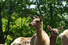 Female Elk Stock Photos