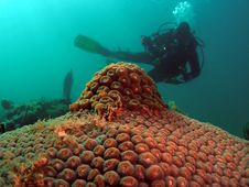 Star Coral With Diver Royalty Free Stock Photo Star Coral With Diver Royalty Free Stock Photo