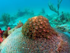 Star Coral Royalty Free Stock Photos Star Coral Royalty Free Stock Photos