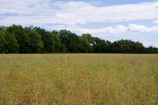 Wheat Field With Red Poppies Royalty Free Stock Photography Wheat Field With Red Poppies Royalty Free Stock Photography