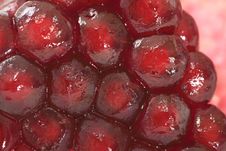 Pomegranate. Royalty Free Stock Photography