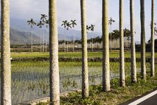 Palm Trees And Rice Fields Stock Image Palm Trees And Rice Fields Stock Image