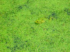 Frog In Duckweed Royalty Free Stock Photography Frog In Duckweed Royalty Free Stock Photography