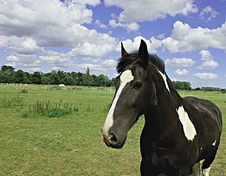 Pied Horse Royalty Free Stock Photography Pied Horse Royalty Free Stock Photography