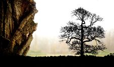 Stone And Tree Stock Images Stone And Tree Stock Images