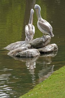 Dalmatian Pelican Stock Photo Dalmatian Pelican Stock Photo