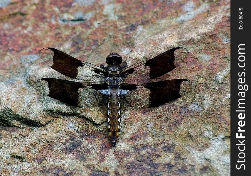 Close up photo of a female White Tail Dragonfly resting on a colorful rock.