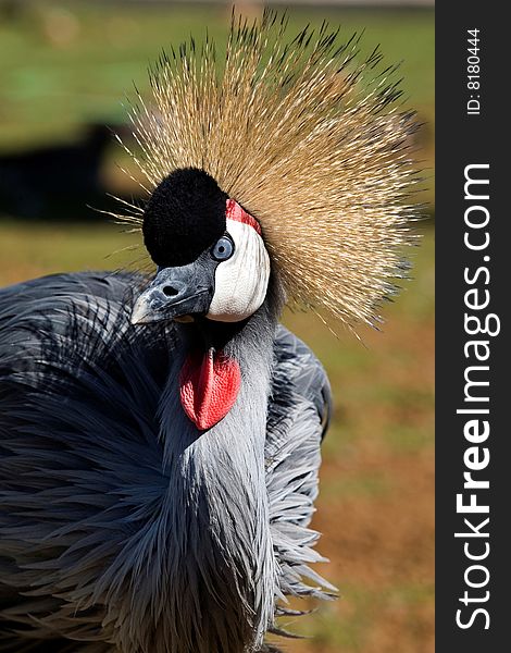 Black Crowned Crane