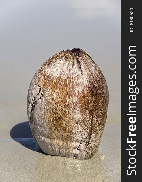 Closeup of a coconut at Port Douglas Beach, Queensland, Australia. Closeup of a coconut at Port Douglas Beach, Queensland, Australia