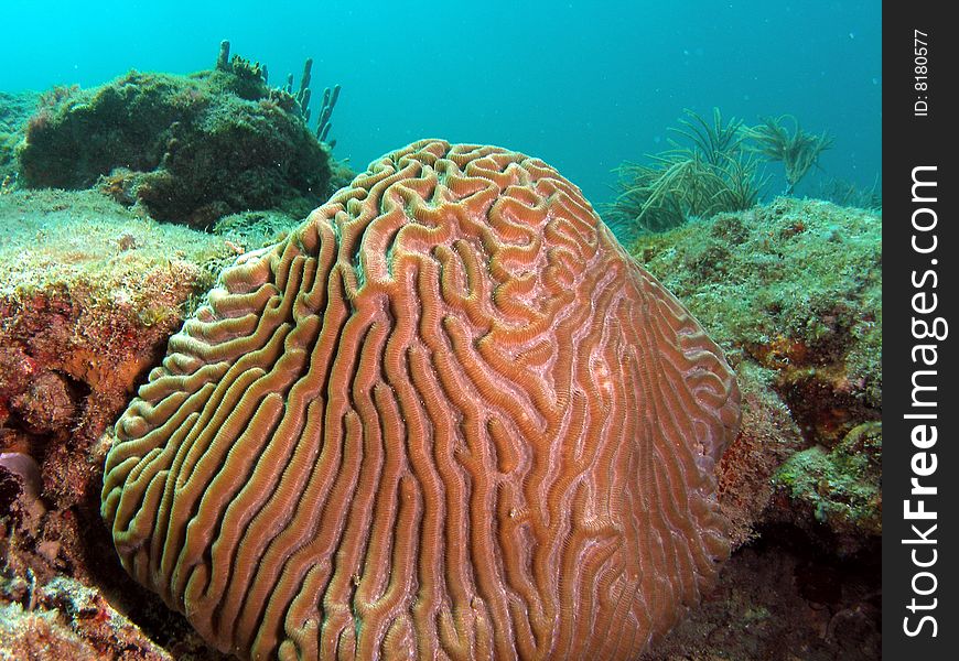 Brain coral underwater in south Florida.