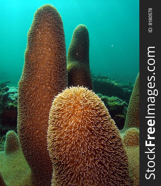 Pillar coral underwater in south Florida.