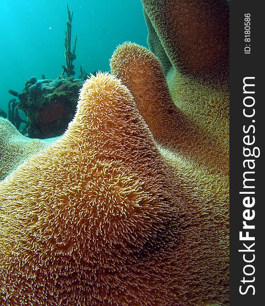 Close-up of pillar coral underwater in south Florida.