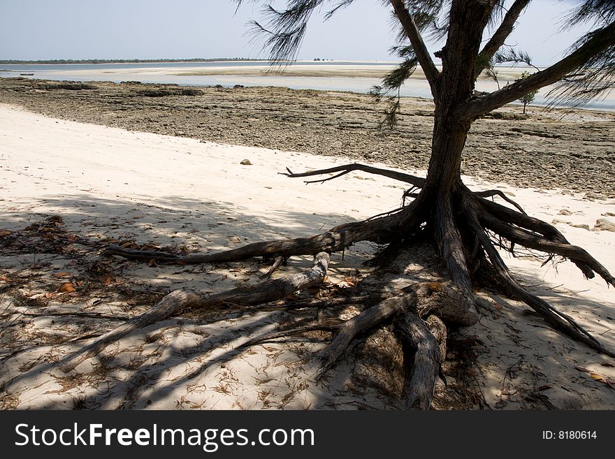 Madagascar beach with mangrove tree and lagoon