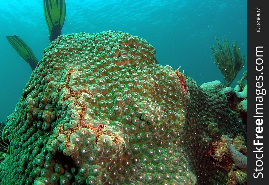 Green star coral underwater in south Florida