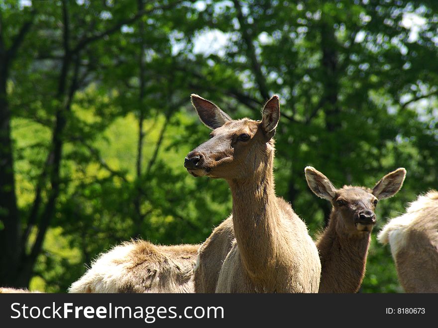 Two female elk standing alert in a early summer meadow.