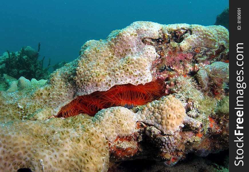 Rough Fileclam in coral underwater in south Florida.