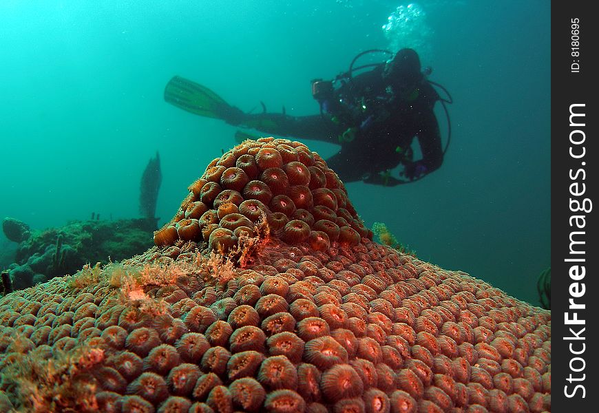 Star coral with a diver underwater in south Florida. Star coral with a diver underwater in south Florida.