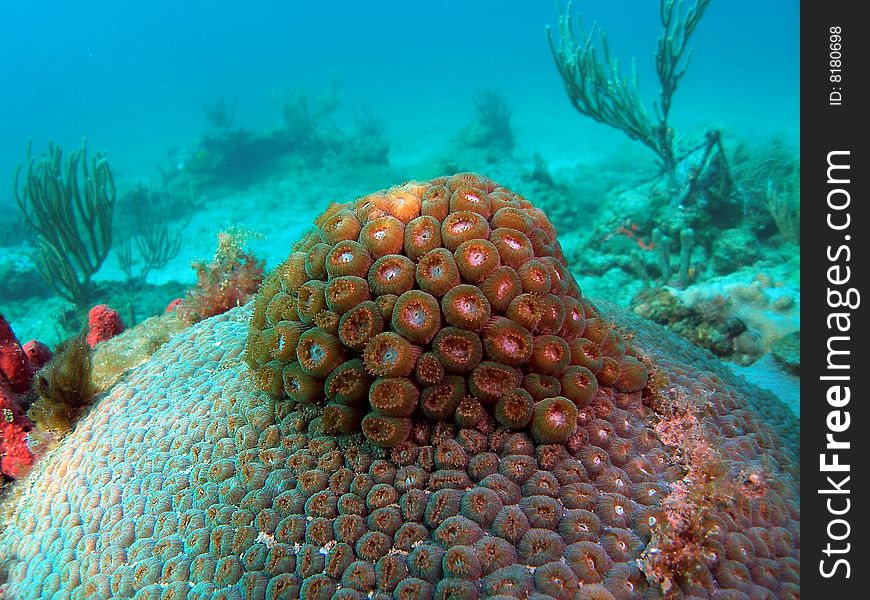 Star coral underwater in south Florida.