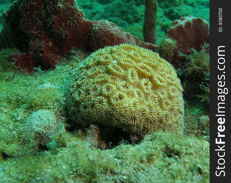 White star coral underwater in south Florida.