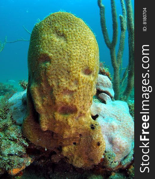 Yellow star coral with a face underwater in south Florida.