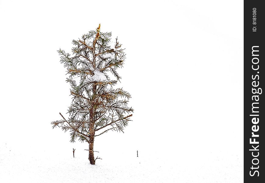 A young pine tree in snow.  Processed for a strong graphic effect.