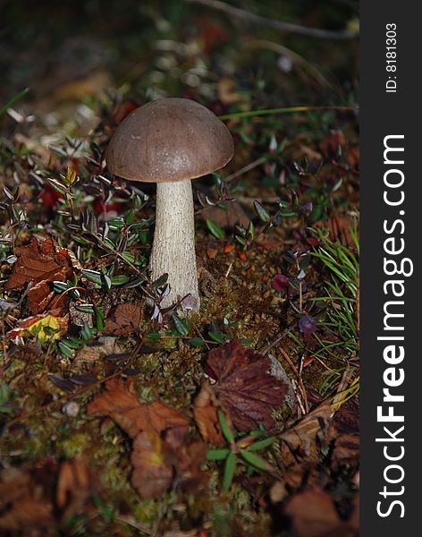 Mushroom growing between grass in autumn