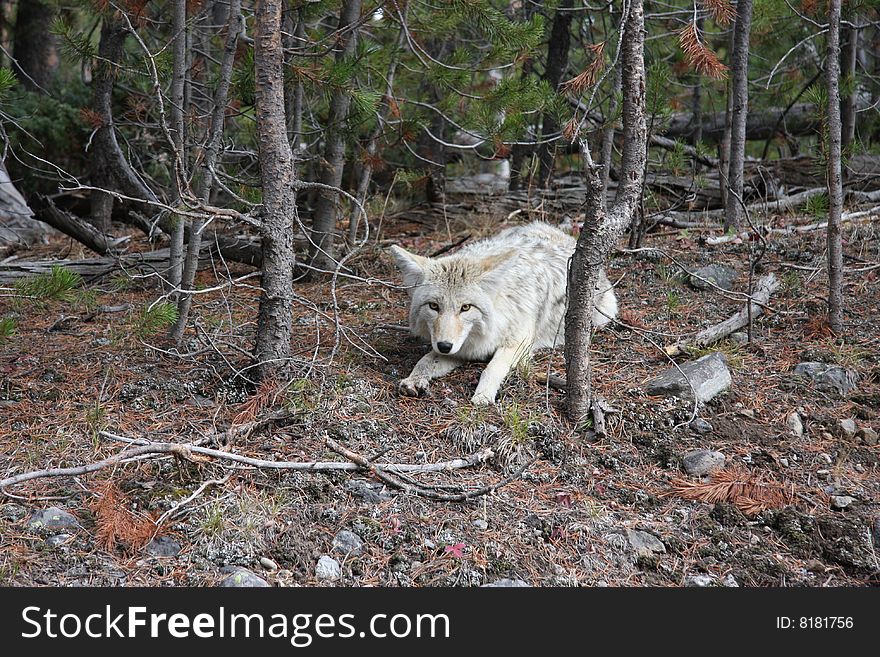 Picture of a wolf in Yellowstone National Park