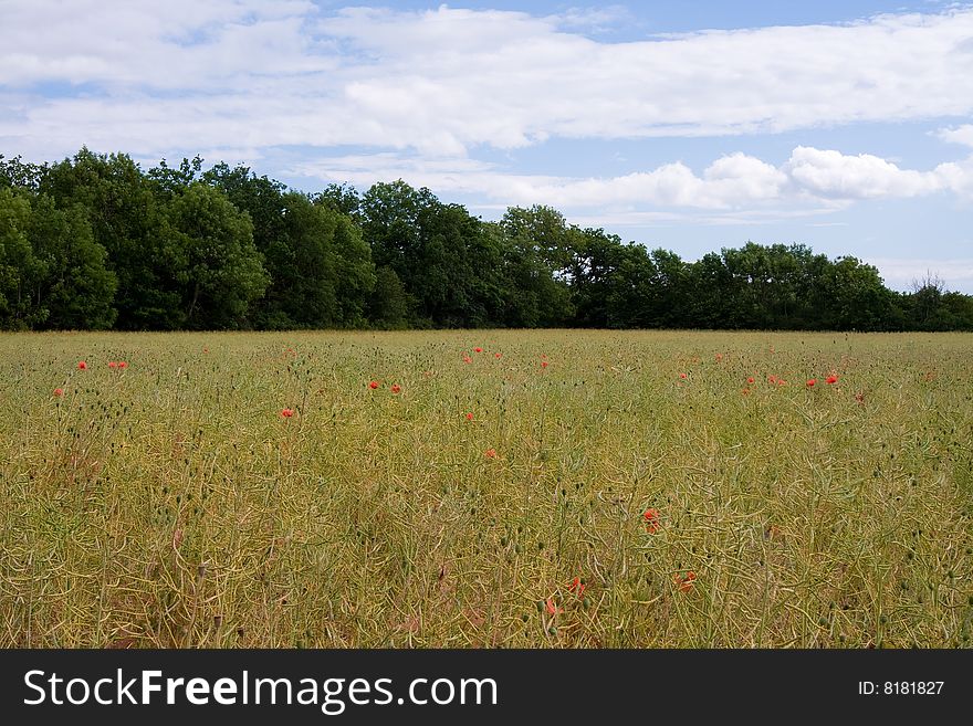 Wheat Field With Red Poppies