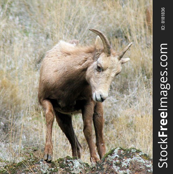 Bighorn Sheep grassy background