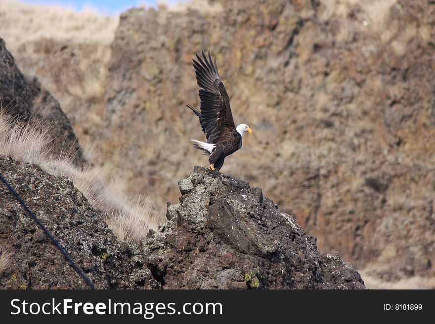 Bald Eagle On Rock Wings Raised