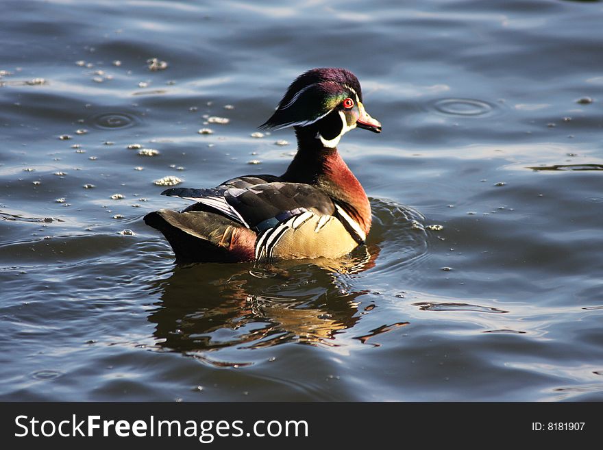 A wood Duck on clear blue water. A wood Duck on clear blue water