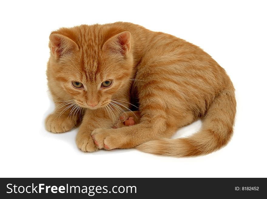 Sweet small kitten on a white background