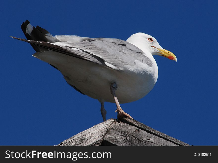 Beautiful seagull on a dark blue background