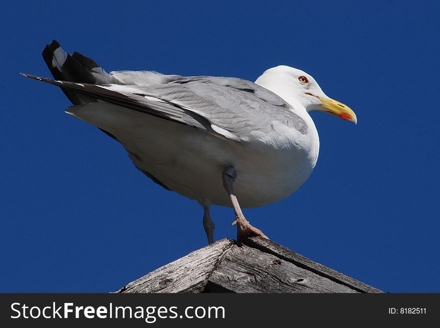 Seagull