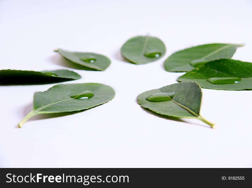 A picture of leaves with dew placed in a circle. A picture of leaves with dew placed in a circle