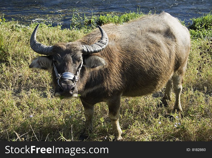 A big water buffalo looking at the camera.  It's in a field.