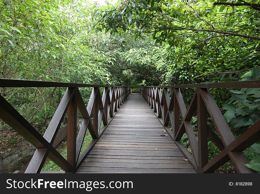 A wooden walk way with sunny forest. A wooden walk way with sunny forest