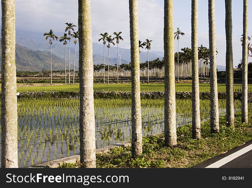 Palm trees and rice fields