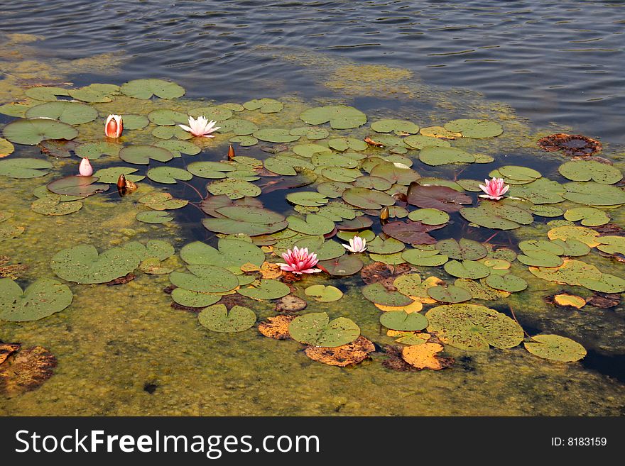 Water Lilies And Duckweed