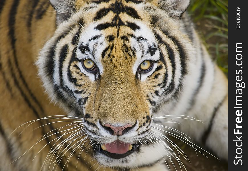 This is close up of a Tiger looking back at you