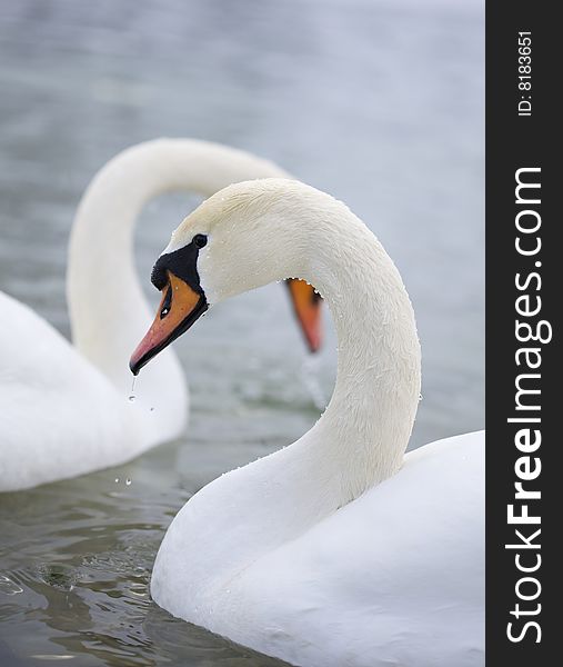 White Swans splash with water on the lake