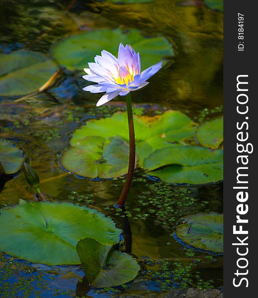 Beautiful purple waterlily in the pond of the park
